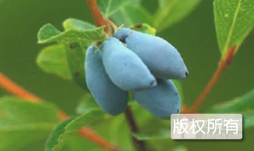 勃利山茄子