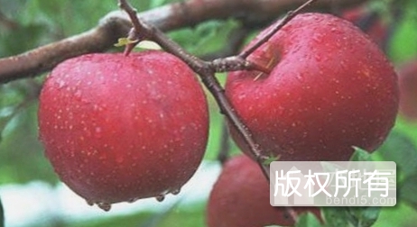 新农寒富苹果