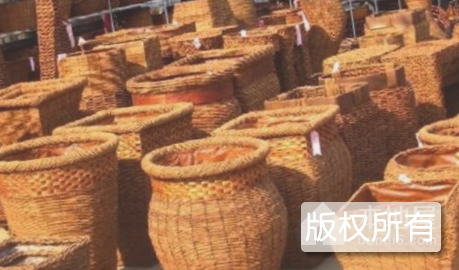 黄岗柳编