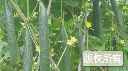 冠县黄瓜