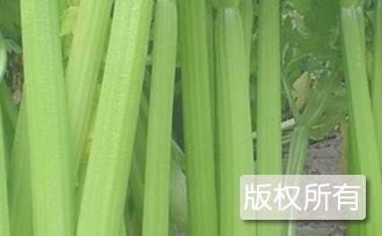 新乡封丘芹菜