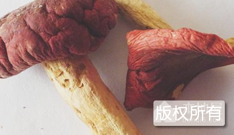 藤县珍稀野生红香菌
