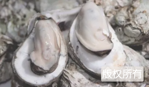 漳江口大蚝