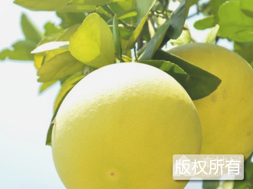 胡柚