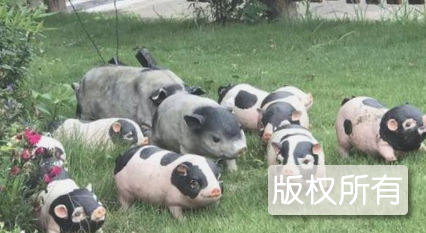 绥宁花猪