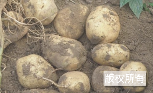 讷河马铃薯