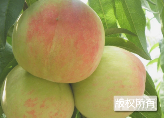 无锡水蜜桃