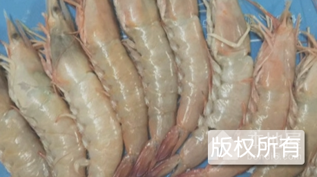 文登海虾