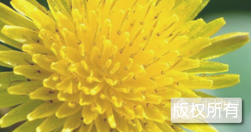 苦菜花