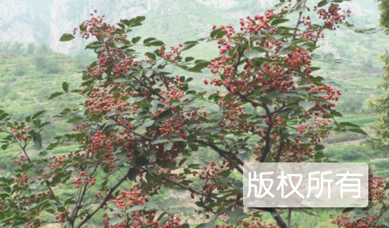 平顺花椒