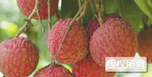 东莞荔枝