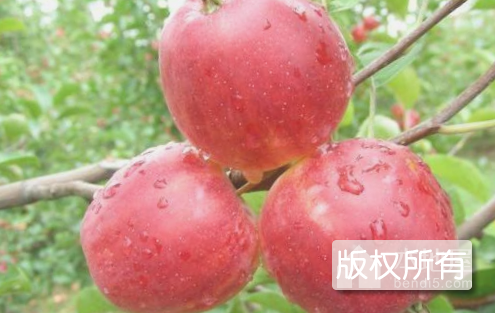 宝清苹果