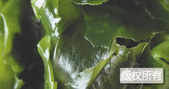 荣成裙带菜