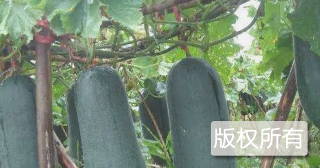 藤县黑皮冬瓜