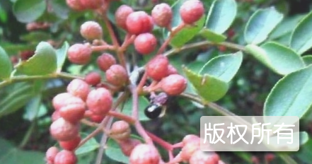 遂宁花椒