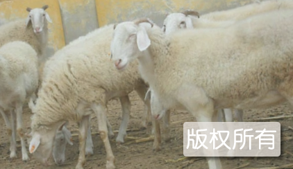 嘉祥小尾寒羊