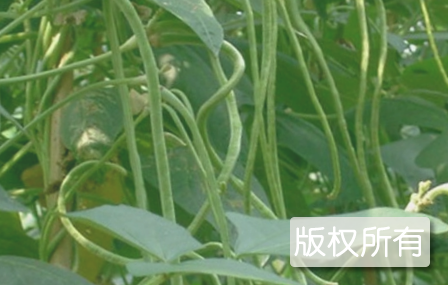 边山豇豆