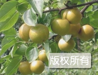 青龙安梨
