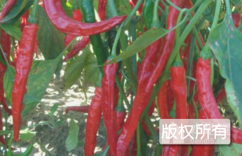 北票红干椒