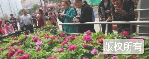 天彭牡丹花会