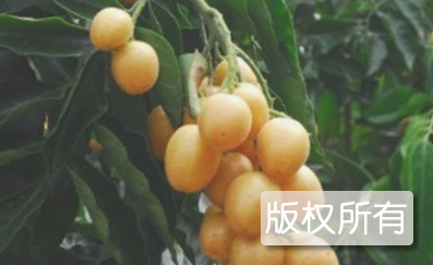 东兴黄皮果
