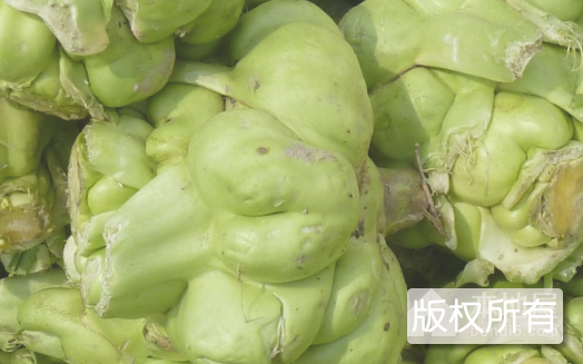霞浦榨菜