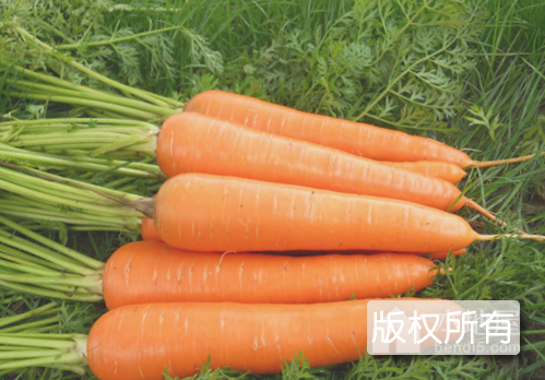 永清胡萝卜