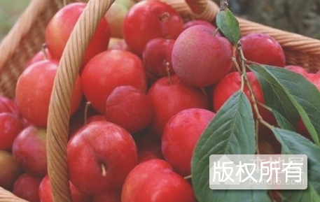定远李子