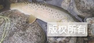 哲罗鲑