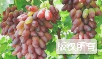 里扎马特