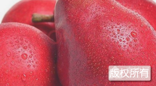 浚县窑头红梨