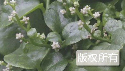 郏县豆腐菜