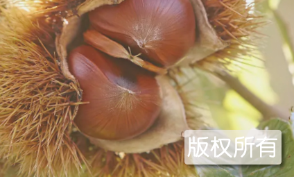河南板栗