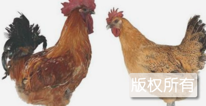 黑水凤尾鸡