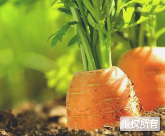 耿镇胡萝卜
