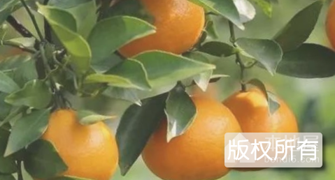 钟山贡柑