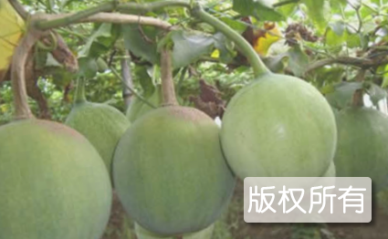 杜瓜