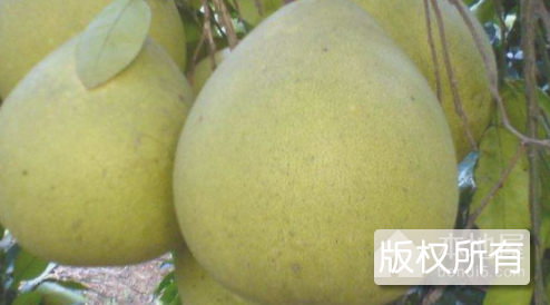 丙村沙田柚