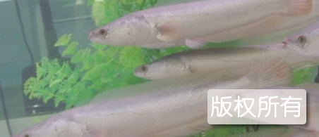 永安白乌鱼