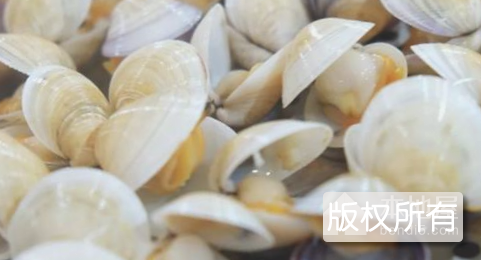 东厦文蛤