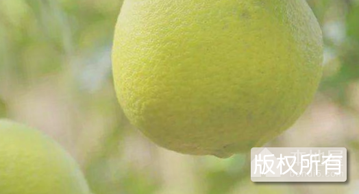 连南沙田柚