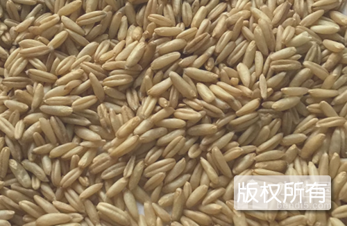 乌盟莜麦