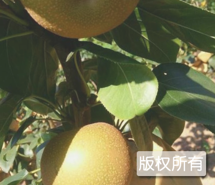 枣阳梨