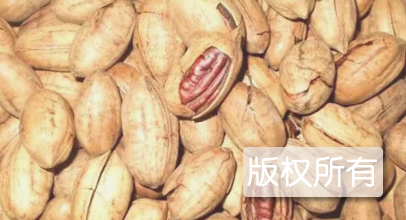 伊春山核桃