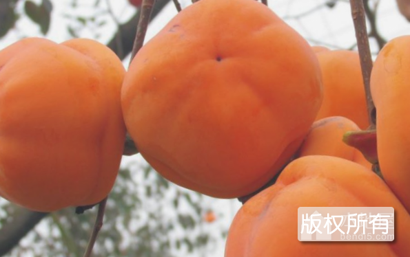 唐县柿子