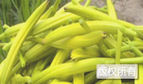 枞阳金针菜