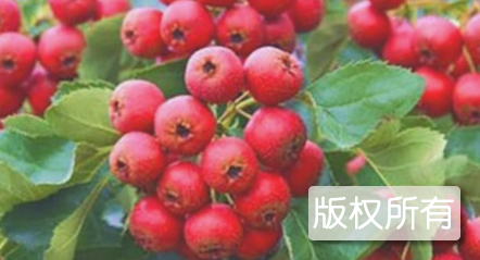 冰糖山楂