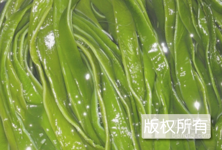 大连裙带菜