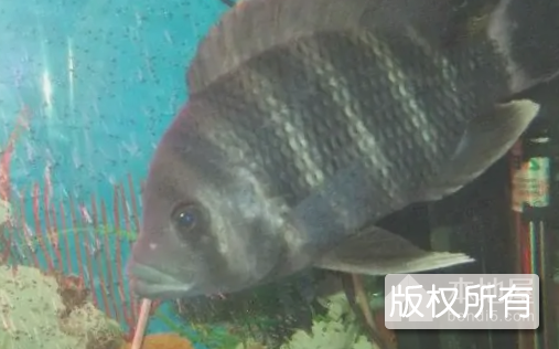 淡水苏眉