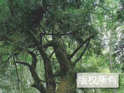 香榧